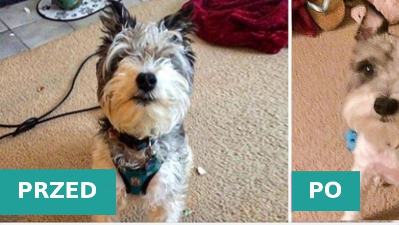 16 właścicieli, którzy ledwo rozpoznali swoje psy po odebraniu ich od fryzjera