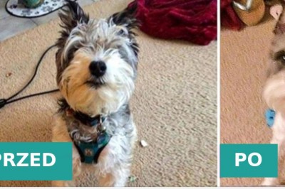16 właścicieli, którzy ledwo rozpoznali swoje psy po odebraniu ich od fryzjera