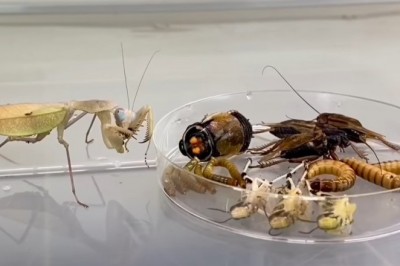 Codzienna porcja ciekawych i zabawnych filmików #310