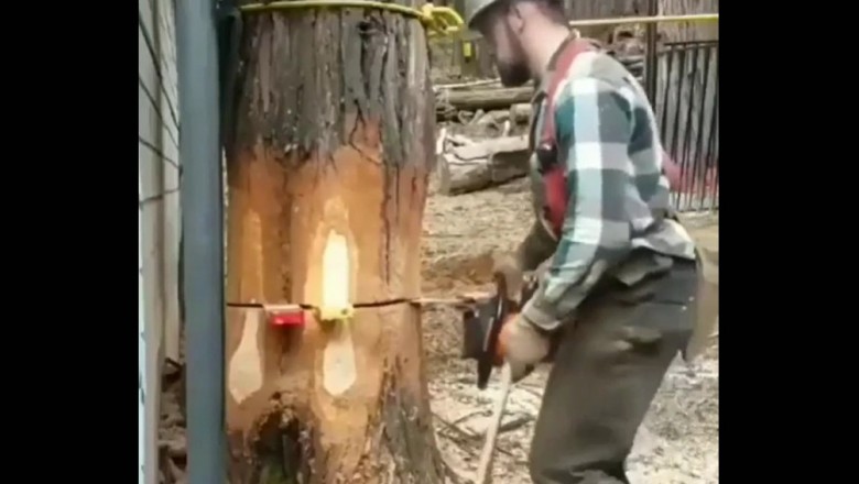 Prawdziwy profesjonalista pokazuje jak precyzyjnie ściąć drzewo 