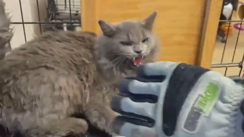 Oswajanie agresywnego bezdomnego kota znalezionego w pracy 
