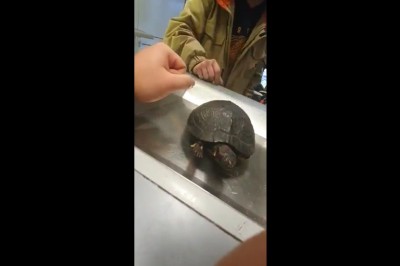 Nietypowa wizyta z żółwiem w lombardzie. Nic dziwniejszego dzisiaj nie zobaczycie