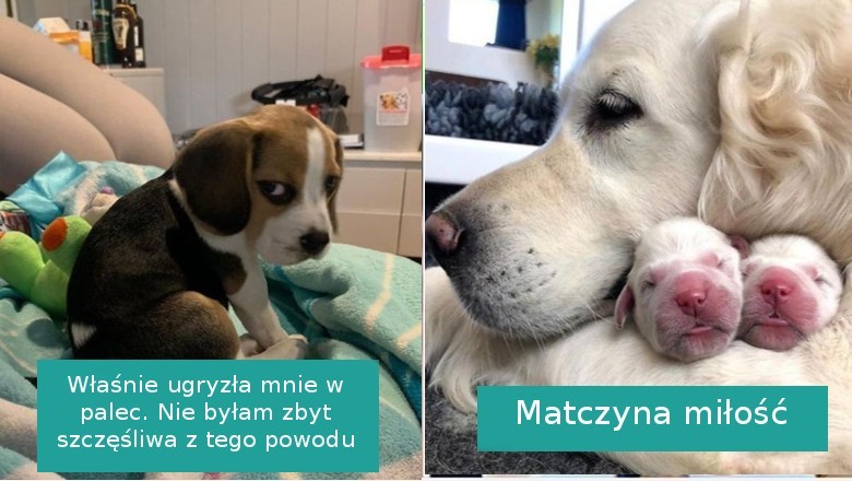20 zdjęć pokazujących, że miłość to powszechne uczucie dla naszych zwierzaków