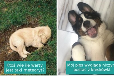 14 zdjęć pokazujących, że psy to prawdziwe uosobienie szczęścia i miłości 
