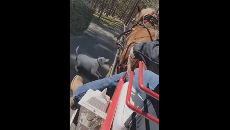Pit bull bez kagańca i smyczy zaatakował konia w parku 