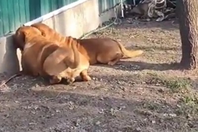 Właściciel dwóch psów odkrywa co takiego znalazły