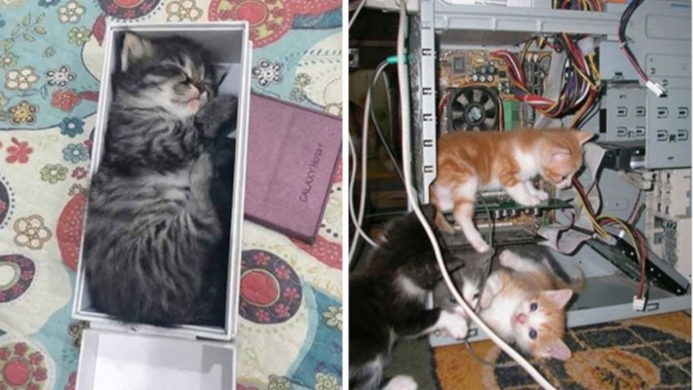 20 zdjęć kotów w miejscach, w których nie powinno ich być