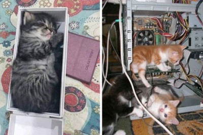 20 zdjęć kotów w miejscach, w których nie powinno ich być