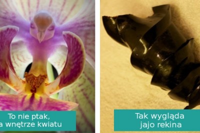 18 przykładów, pokazujących zaskakujące oblicze natury. Tego nie wymyślił człowiek