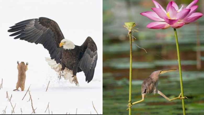 11 najlepszych zdjęć z  konkursu na najzabawniejsze fotografie dzikich zwierząt