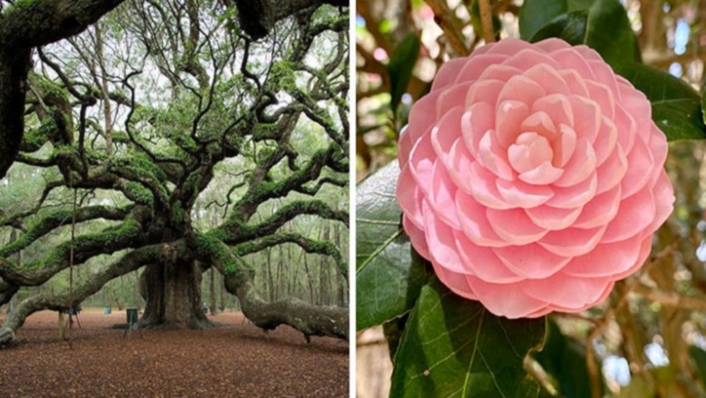 17 przykładów zachwycających cudów botanicznego świata
