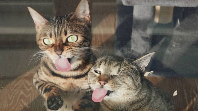 16 zdjęć, które pokazują, że dwa koty są lepsze od jednego
