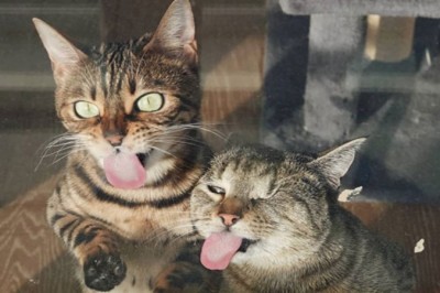 16 zdjęć, które pokazują, że dwa koty są lepsze od jednego