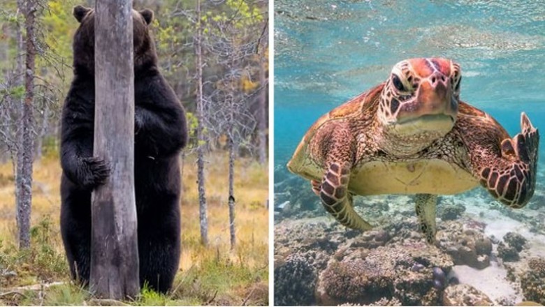 Najzabawniejsze zdjęcia dzikich zwierząt w naturze wykonane przez profesjonalistów