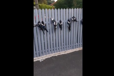 Przechodzień pomaga ptakom, które znalazły się w pułapce