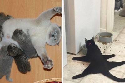 20 zabawnych zdjęć kotów, których właściciele wykryli u nich usterkę