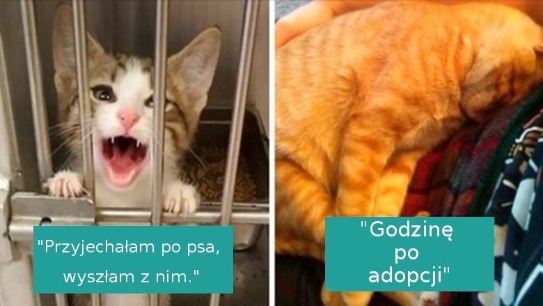 16 uroczych, adoptowanych zwierzaków, które otrzymały szansę na nowe życie