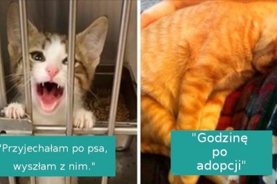 16 uroczych, adoptowanych zwierzaków, które otrzymały szansę na nowe życie