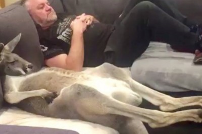 Codzienna porcja ciekawych i zabawnych filmików #346