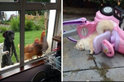 25 szczęśliwych zwierząt, które po prostu cieszą się z życia i żyją na całęgo