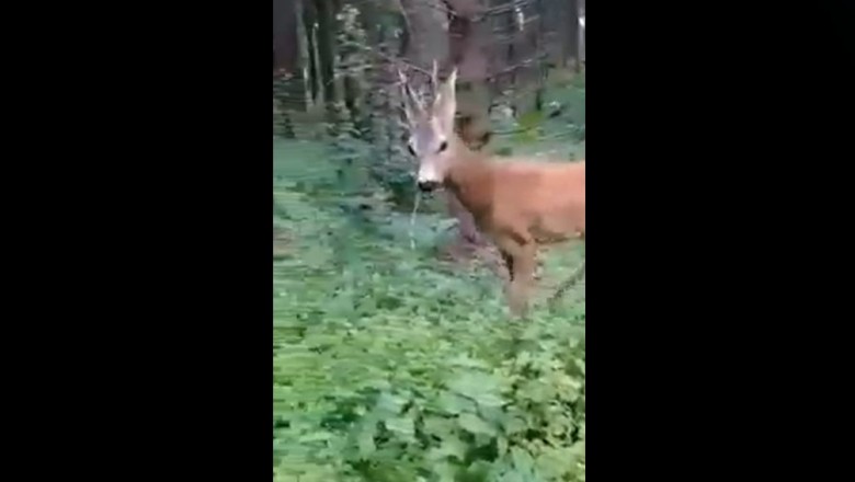 Spotkał dzikie zwierzę w lesie i myślał, że będzie zabawnie