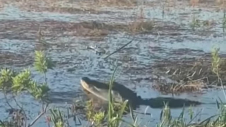 Aligator połyka drona. Skrajna nieodpowiedzialność turystów