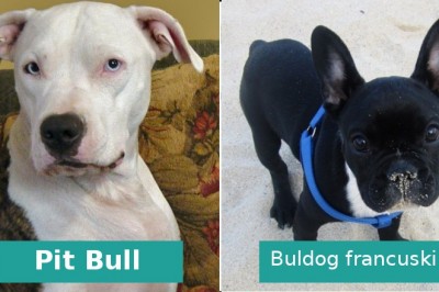 10 ras psów idealnych dla rodzin z dziećmi. Warto znać zalety każdej rasy