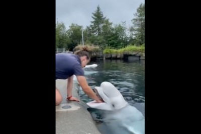 Codzienna porcja ciekawych i zabawnych filmików #359