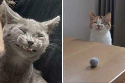 18 właścicieli, którzy zafascynowali się ząbkami swoich kotów