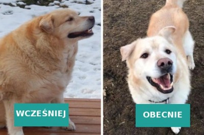 18 zwierzaków, które zrzuciły zbędne kilogramy i wyglądają świetnie