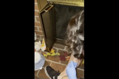 Kiedy do kominka właduje Ci się wkurzona wiewiórka 