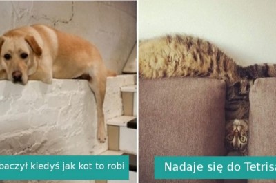 Galeria zdjęć, które udowodnią, że nikt nie rozśmieszy cię tak jak twój własny zwierzak