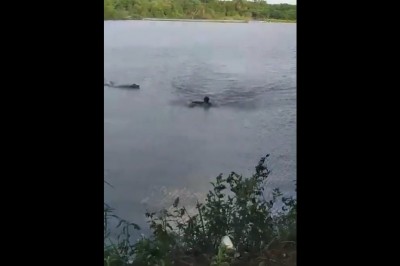 Poszedł popływać w miejscu w którym są aligatory. Jeden go wypatrzył 