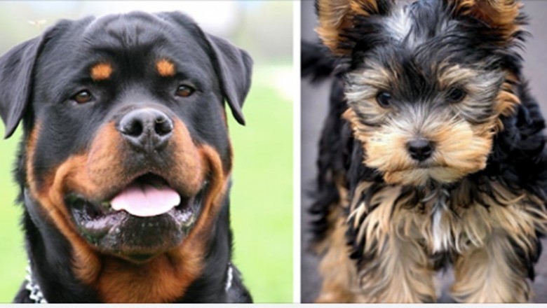 Poznaj 16 najwierniejszych ras psów według zwierzęcych psychologów