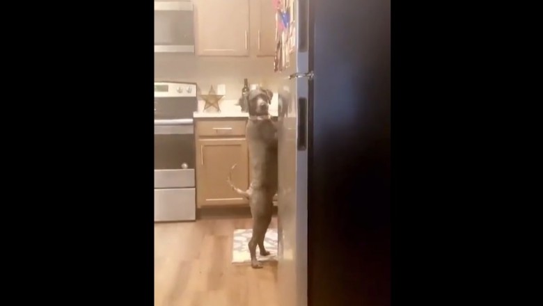 Kiedy przyłapiesz psa na podjadaniu w kuchni, a on nie wie co zrobić 