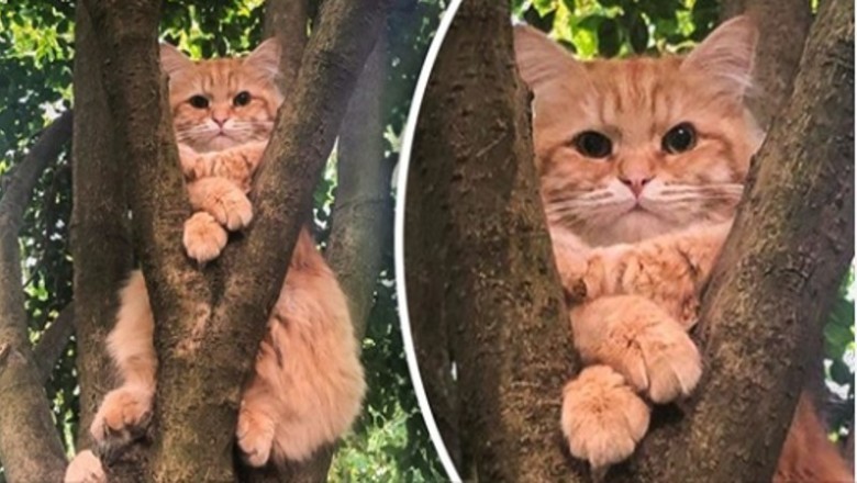 15 zdjęć kotów, które udowadniają, że nigdy nie zrozumiemy ich do końca