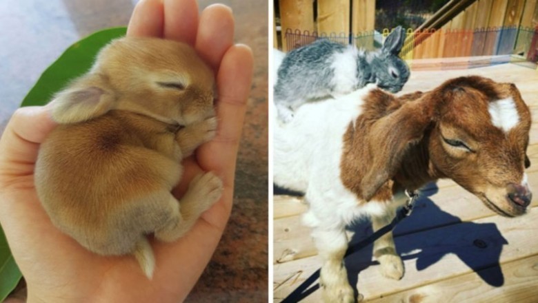 Te małe króliki są tak urocze, że każdy od razu chce wziąć je na ręce