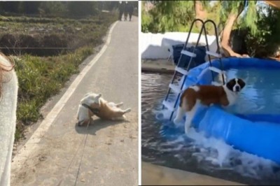 17 niesfornych psów uchwyconych na zdjęciach w lekko krępujących momentach