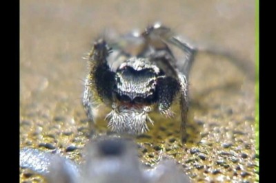 Codzienna porcja ciekawych i zabawnych filmików #398