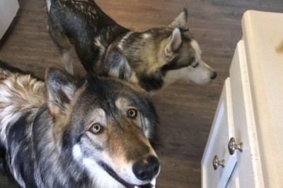 Codzienna porcja ciekawych i zabawnych filmików #399