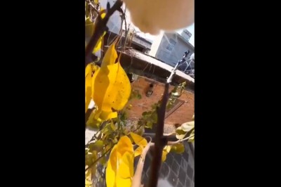 Minuta z życia kota zarejestrowana przez kamerę na jego szyi 