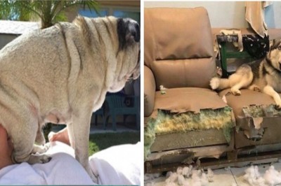 Te zwierzaki nie posiadają nawet krzty  wstydu. Pokazują kto tu rządzi