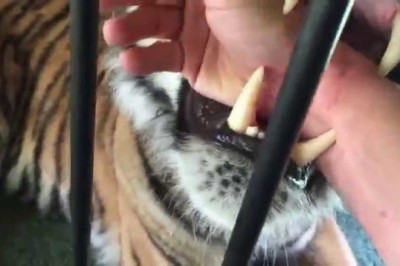 Codzienna porcja ciekawych i zabawnych filmików #405