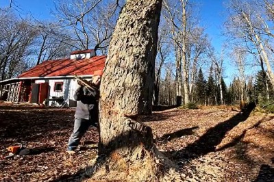 Ziomek chciał pobawić się w drwala, ale mu nie wyszło 