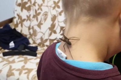 Niejednego przejdą ciary, czyli przyjaciel pająk bawi się z dziećmi 