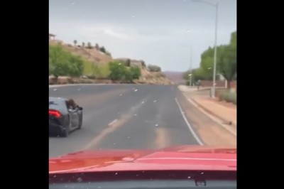 Kiedy chcesz się dowiedzieć co to za pies jest w mega aucie