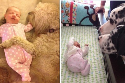 Tak wygląda sytuacja gdy rodzice zostawiają dziecko pod opieką psa 