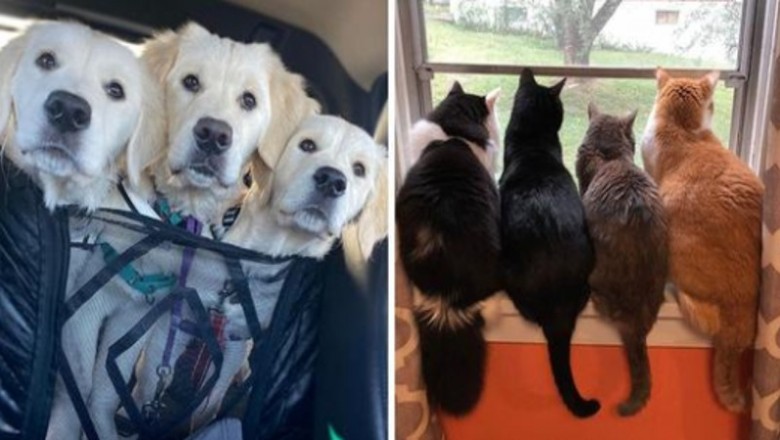18 wyjątkowych przyjaźni między zwierzakami