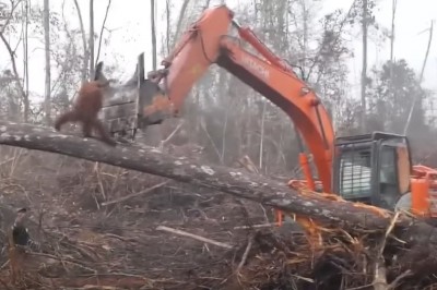 Orangutan broni swojego domu przez wycinką 