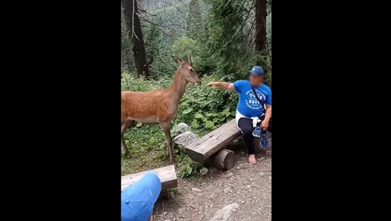 Turyści w Tatrach drażnią jelenia. Czy to miało być zabawne?